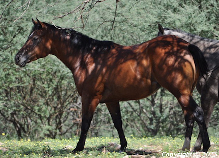 Bronco Adassa